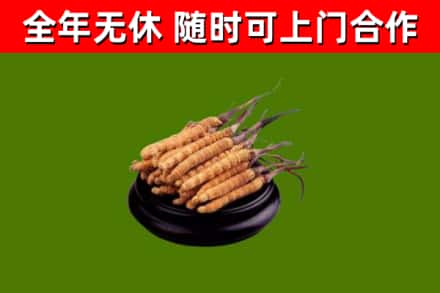 永顺县回收冬虫夏草