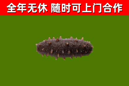永顺县回收海参干